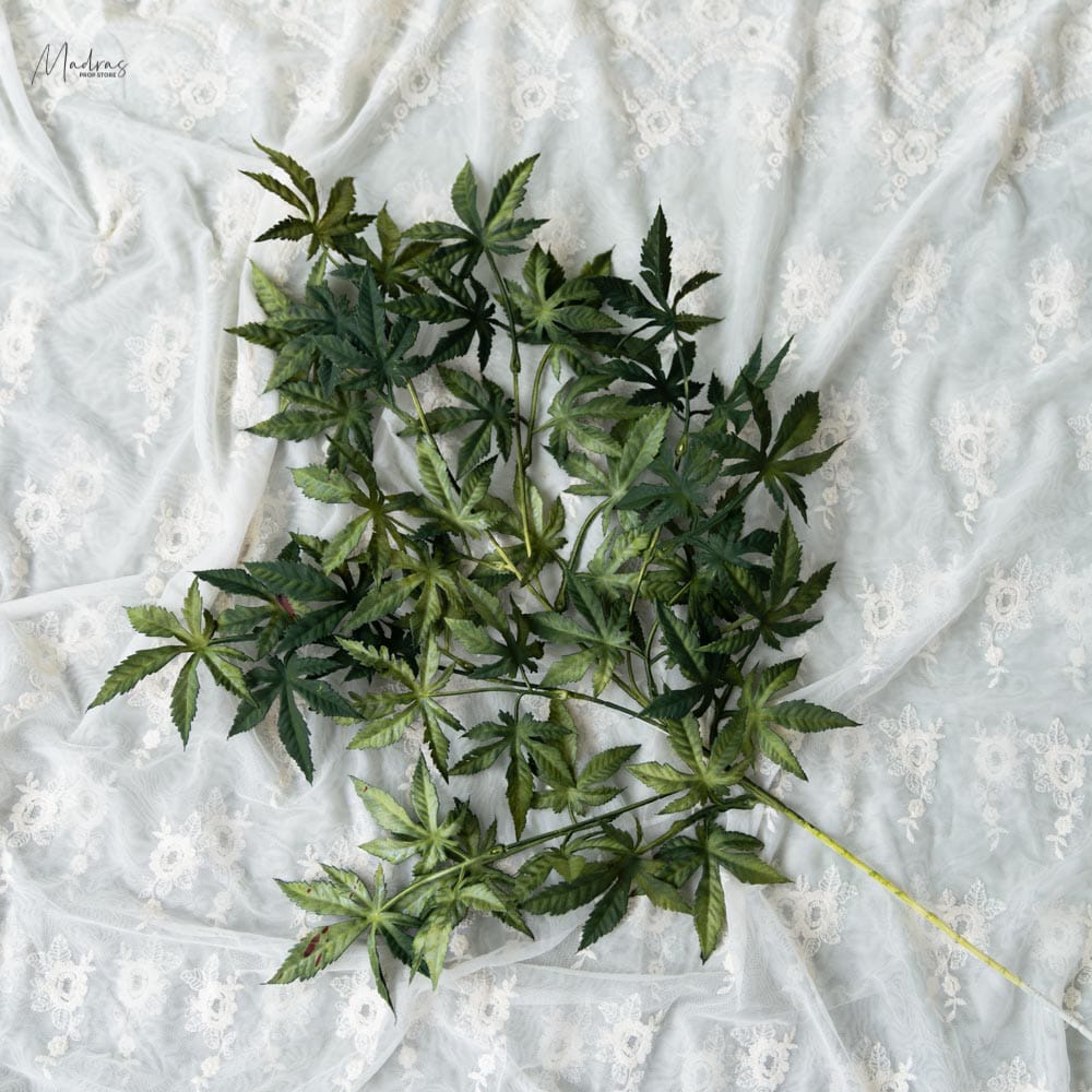 Rental - Curry Leaves