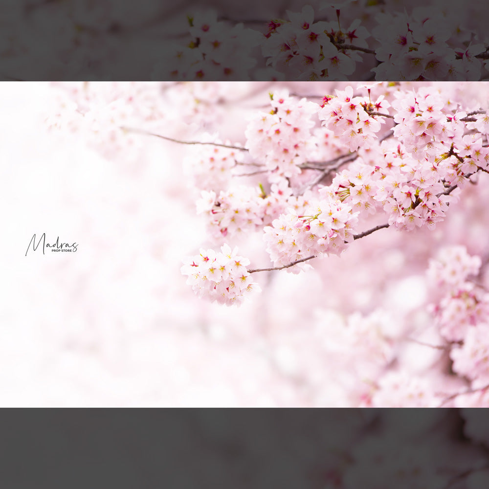 Cherry Blossoms- 5 By 6- Fabric Printed Backdrop