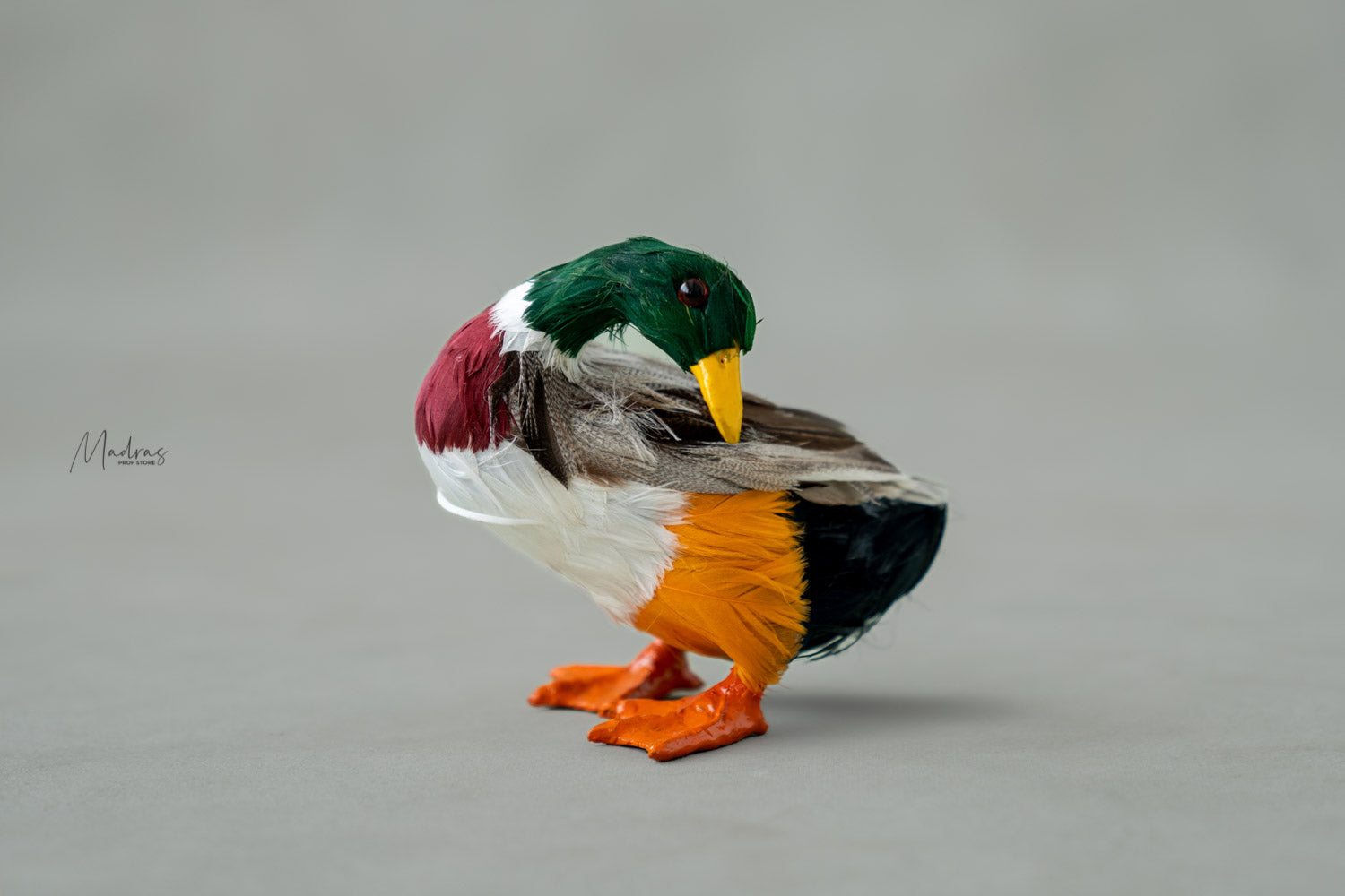 Rental - Coloured Duck