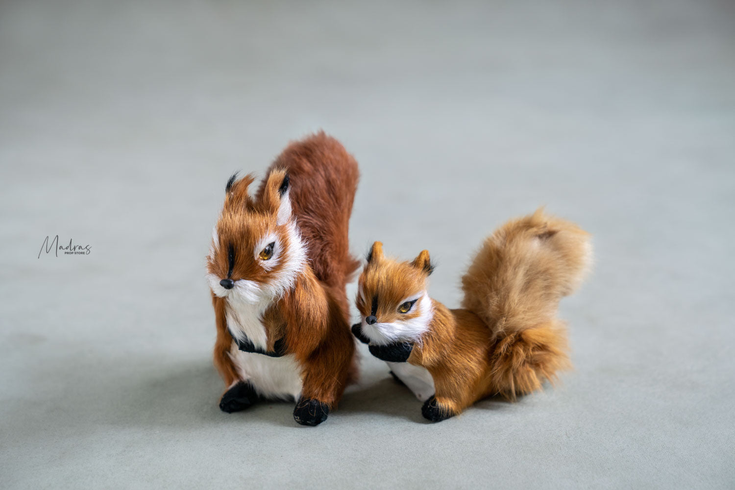 Rental - Squirrel