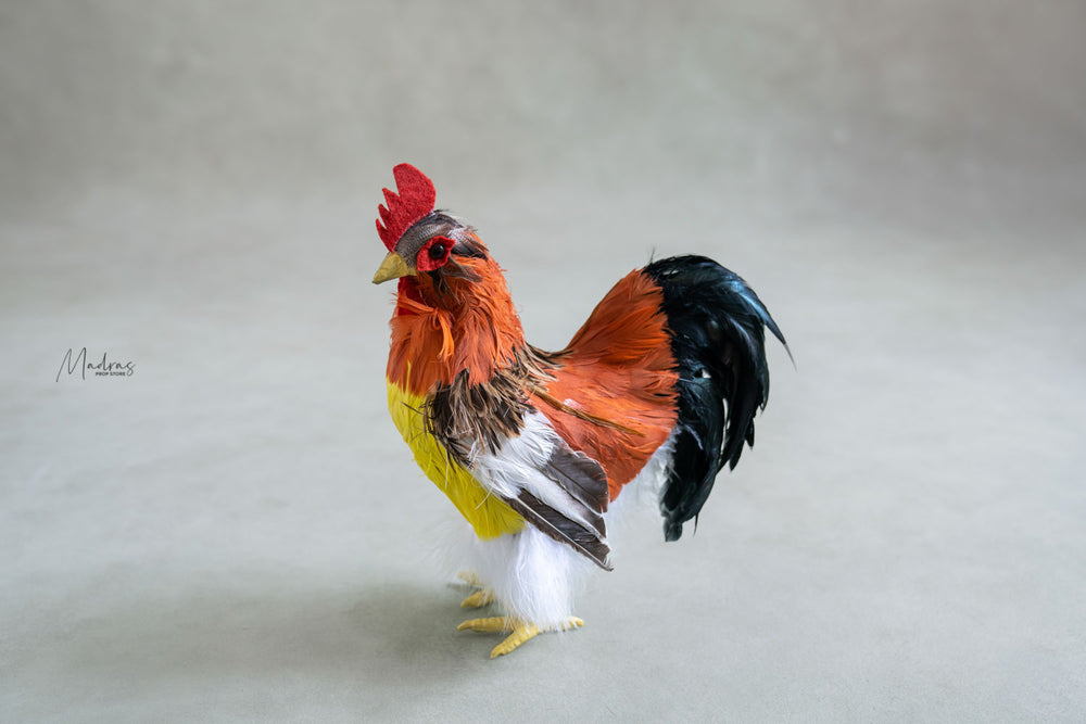 Rental - Rooster