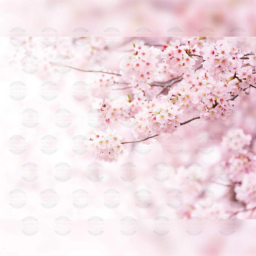 CHERRY BLOSSOM - BABY PRINTED BACKDROPS