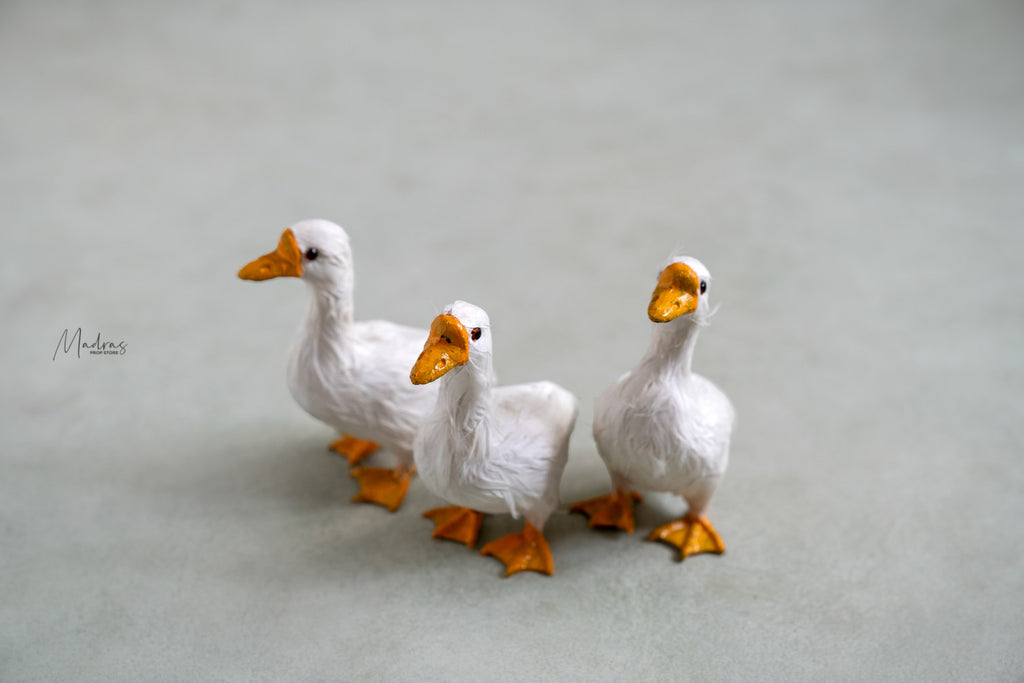 RENTAL- Duck White Set Of 3